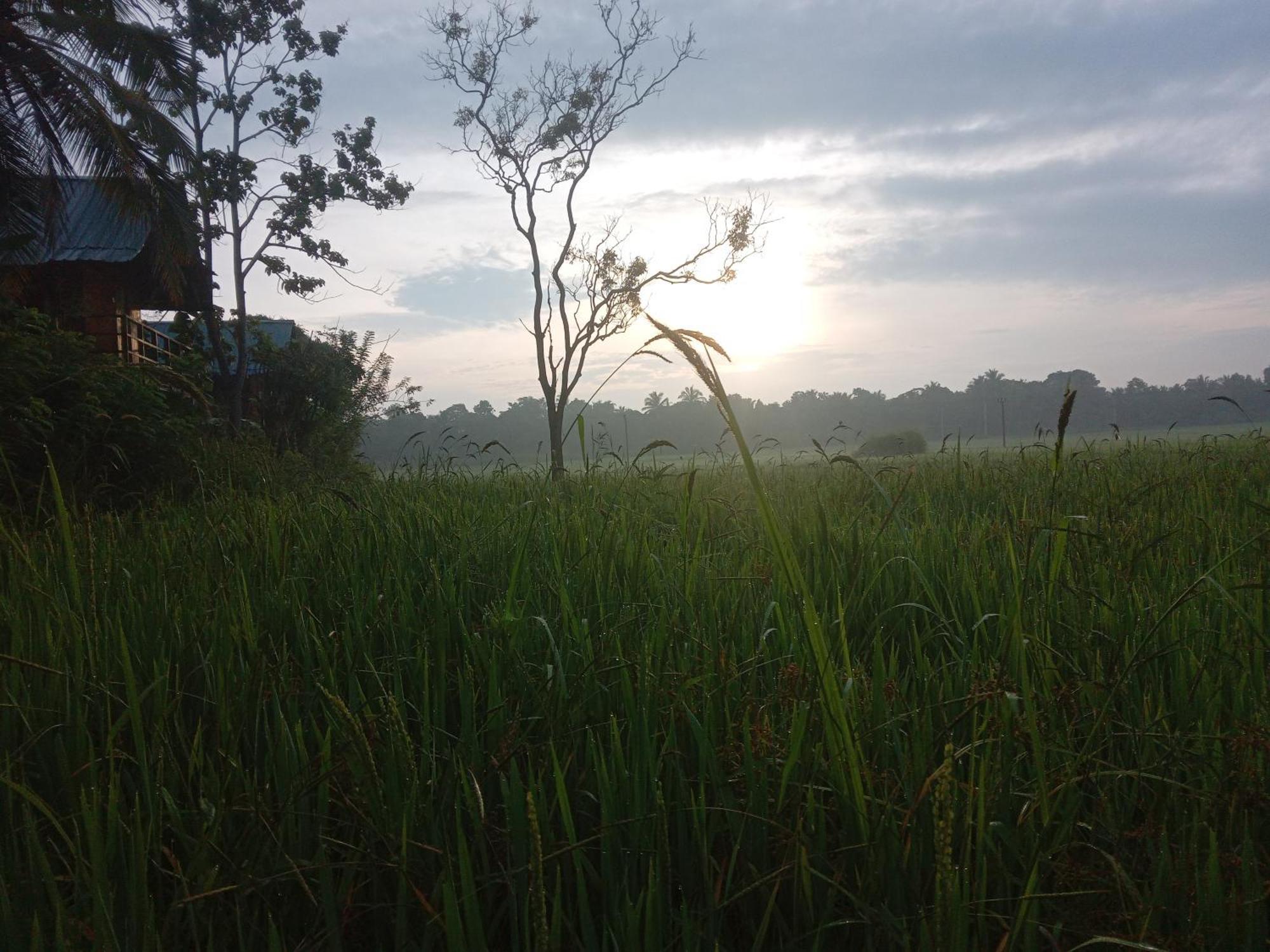 Sigiriya Paddy Field Hut Villa Szoba fotó